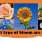 What Type of Bloom Are&nbsp;You?